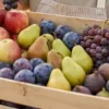 frutas do outono