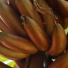 banana roxa
