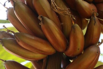 banana roxa