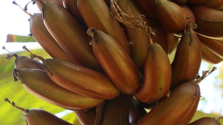 banana roxa