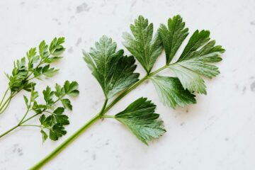 cheiro-verde