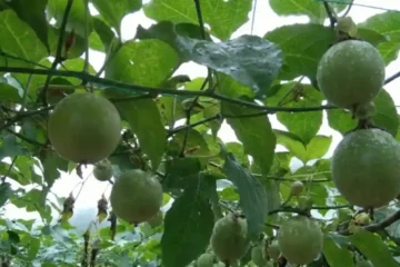 Diferença entre maracujá e maracujá do mato