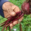 quem produz o seu alimento