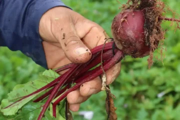 quem produz o seu alimento